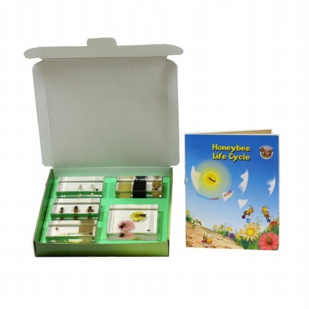 Picture of Ed Speldy East Company BFK1104 Biology For Kids&#44; Honey Bee Life Cycle&#44; 5 Piece