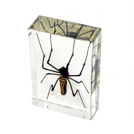 Picture of Ed Speldy East Company DD33 Real Bug Desk Decoration&#44; Golden Orb Spider&#44; Large