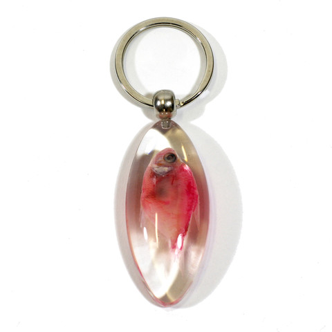 Ed Speldy East Company Real Bug Red Skirt Tropical Fish Key Chain - Clear, Oval