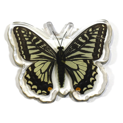 Picture of Ed Speldy East Company MT502 Real Bug Asian Swallowtail Butterfly&#44; Magnet