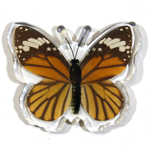 Picture of Ed Speldy East Company MT506 Real Bug Common Tiger Butterfly&#44; Magnet