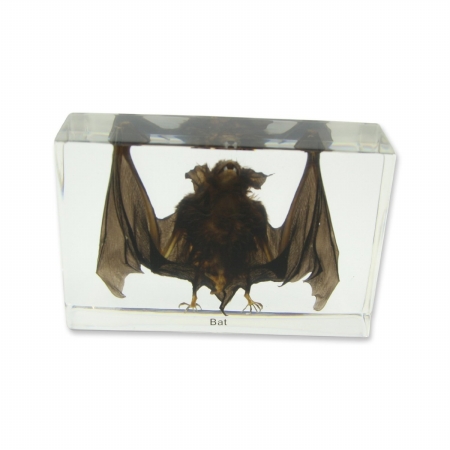 Picture of Ed Speldy East Company T420 Real Bug Desk Decoration&#44; Large Bat&#44; Clear