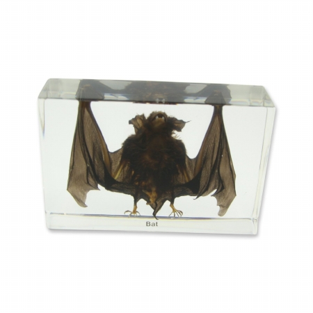 Picture of Ed Speldy East Company T420S Real Bug Desk Decoration&#44; Small Bat&#44; Clear