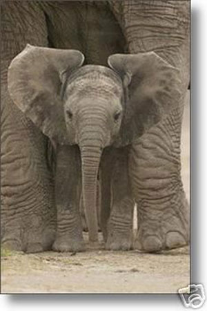 Picture of Hot Stuff Enterprise 6897-24x36-AN Baby Elephant Poster