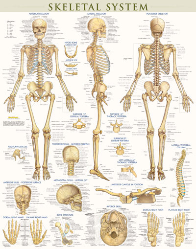 Picture of BarCharts 9781423220671 Skeletal System-Laminated
