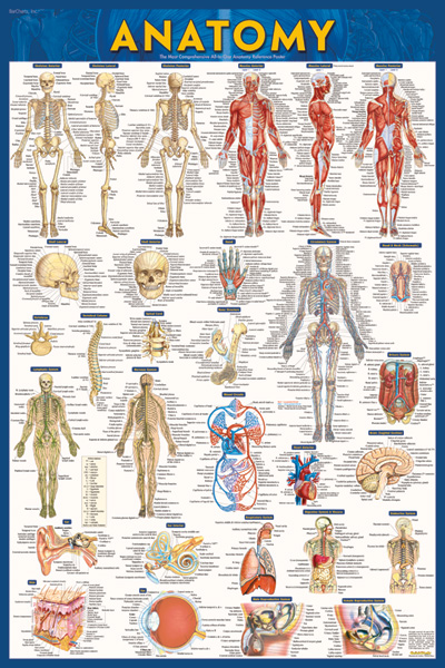 Picture of BarCharts 9781423220770 Anatomy-Laminated