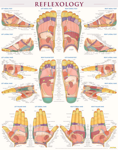 Picture of BarCharts 9781423223078 Reflexology-Laminated