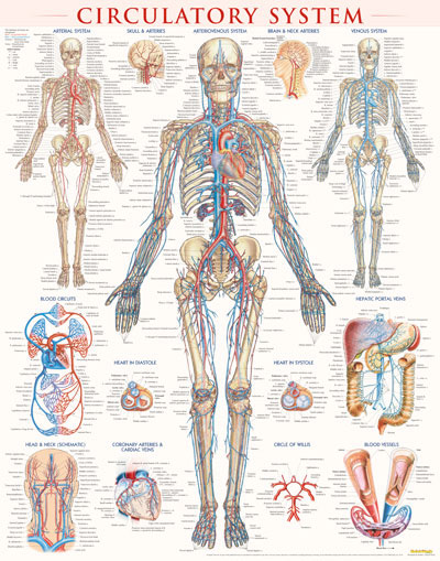 Picture of BarCharts 9781423224174 Circulatory System