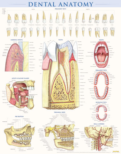 Picture of BarCharts 9781423224259 Dental Anatomy