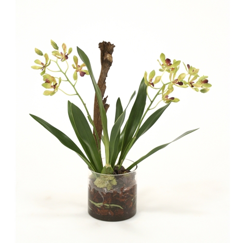 Distinctive Designs International Waterlook Amethyst Green Vanda Orchid With Plant In Glass Cylinder