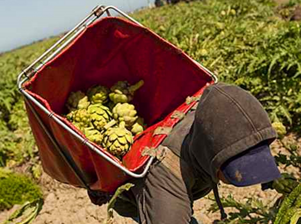 Zenport AgriKon Artichoke/Vegetable Harvest Tote