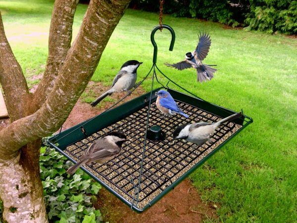 Picture of Zenport Z203009 3 in 1 Platform Bird Seed Feeder