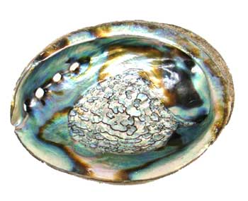 IBABA4 Abalone Shell Incense Burner- 4-5 in.