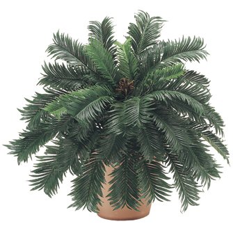 Picture of Allstate Floral & Craft PBP035- Cycas King Sago Silk Palm Plant - 25 in.