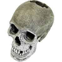 Picture of BLUE RIBBON PET PRODUCTS-EE-358 Exotic Environments Life-Like Human Skull