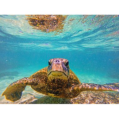 Picture of VersaTraction&apos;s Kahuna Grip Bathmat - Sea Turtle 1 
