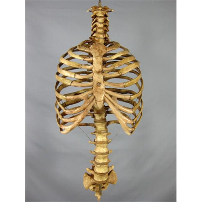 Skeletons And More SM300DA Aged Rib Cage & Spine