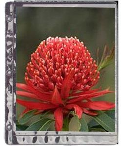 Picture of Raika 161-C 3-ring Refill pages for 8 x 10 prints