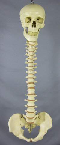 Spine With Skull - Life-Size - Brown
