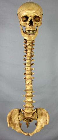 Aged Spine With Skull