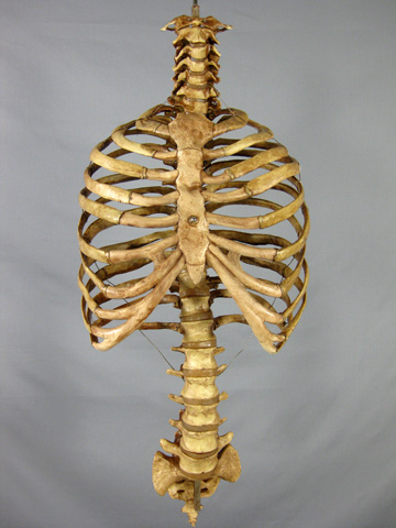 Aged Rib Cage & Spine