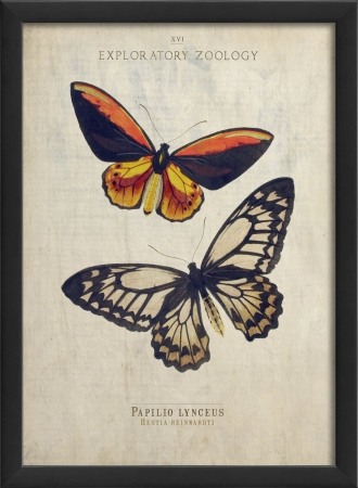 17109 Papilio Lynceus Butterfly Study in Black Ready to Hang Artwork