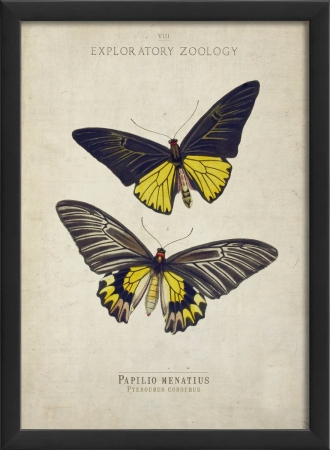 17110 Papilio Menatius Butterfly Study in Black Ready to Hang Artwork