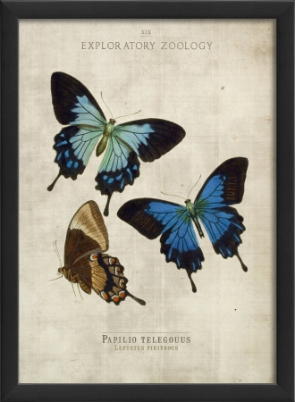 17111 Papilio Telegouus Butterfly Study in Black Ready to Hang Artwork
