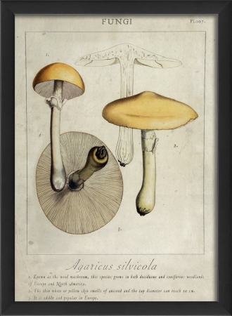 17115 Agaricus Silvicola Plant Study in Black Ready to Hang Artwork