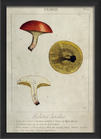 17116 Boletus Luridus Plant Study in Black Ready to Hang Artwork