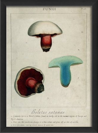 17117 Boletus Satanas Plant Study in Black Ready to Hang Artwork