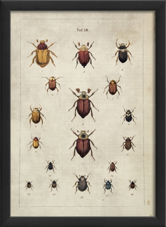17121 Beetle Study I in Black Ready to Hang Artwork