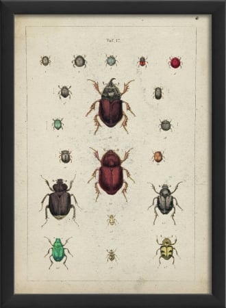 17122 Beetle Study II in Black Ready to Hang Artwork