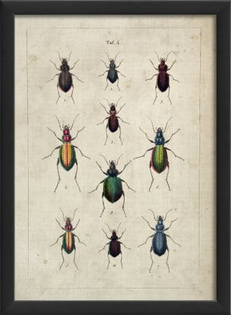 17123 Beetle Study III in Black Ready to Hang Artwork