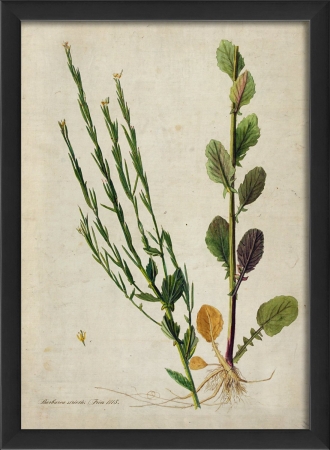 Barbarea Stricta Plant Study in Black Ready to Hang Artwork