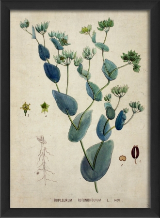 Bupleurum Plant Study in Black Ready to Hang Artwork
