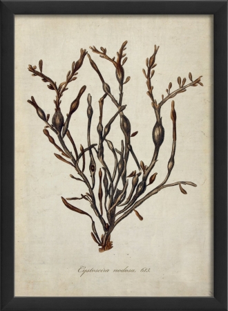 17130 Cystoseira Nodosa Plant Study in Black Ready to Hang Artwork