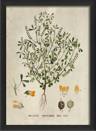 17132 Melitous Parviflorus Plant Study in Black Ready to Hang Artwork