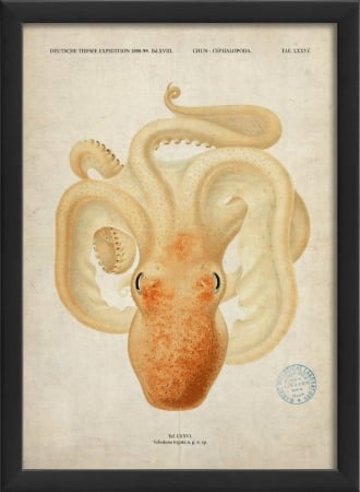 17139 Cephalapoda in Black Ready to Hang Artwork