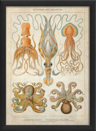 17140 Octopods and Decapods in Black Ready to Hang Artwork