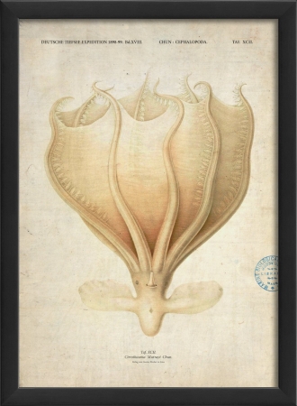 17141 Octopods Study in Black Ready to Hang Artwork