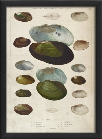 Picture of The Artwork Factory 17145 Anodonta Seashell Study in Black Ready to Hang Artwork