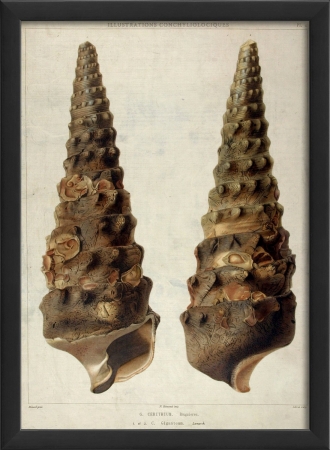 17146 Cerithium Seashell Study in Black Ready to Hang Artwork