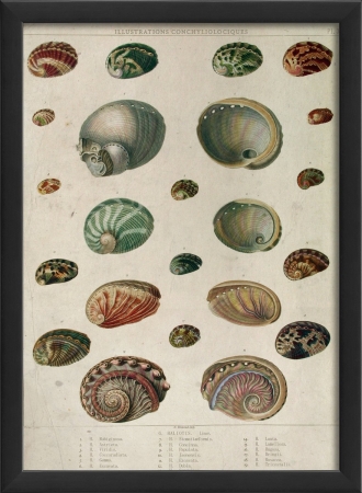 17147 Haliotis Seashell Study in Black Ready to Hang Artwork