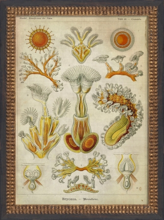 17201 Sea Creature Study I Ready to Hang Artwork