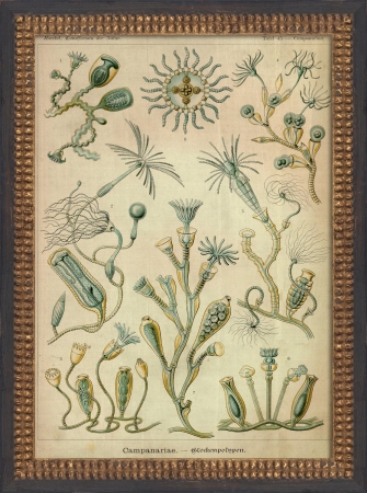17203 Sea Creature Study II Ready to Hang Artwork