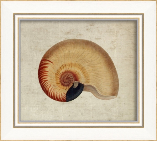 17216 Seashell I Ready to Hang Artwork