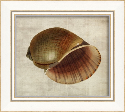 17217 Seashell II Ready to Hang Artwork