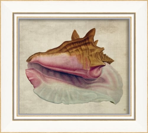17218 Seashell III Ready to Hang Artwork