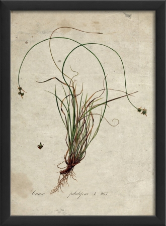 Botanical I in Black Ready to Hang Artwork